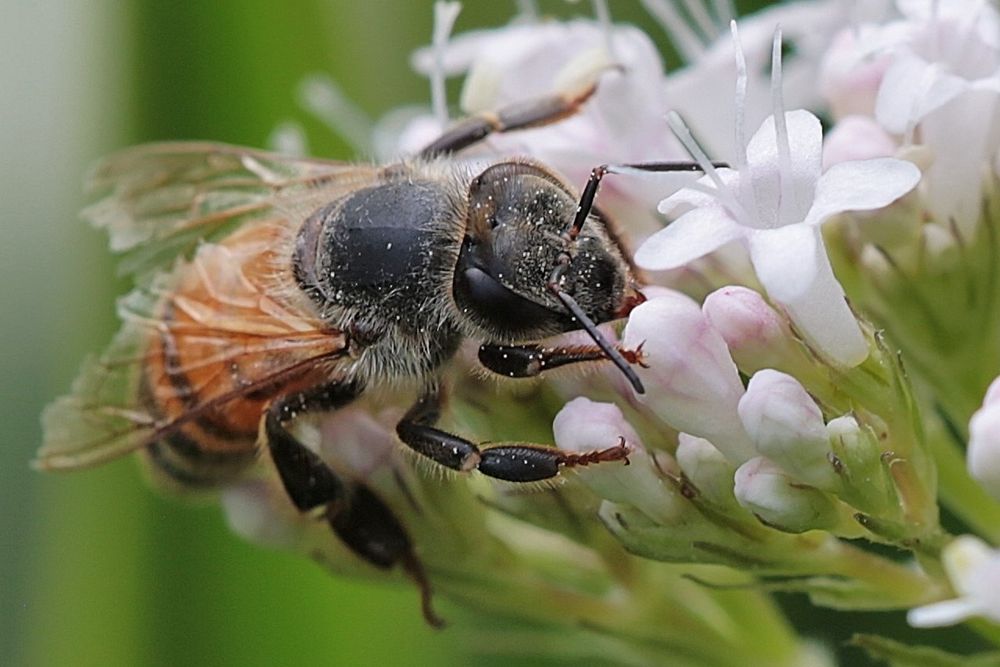 Bienchen