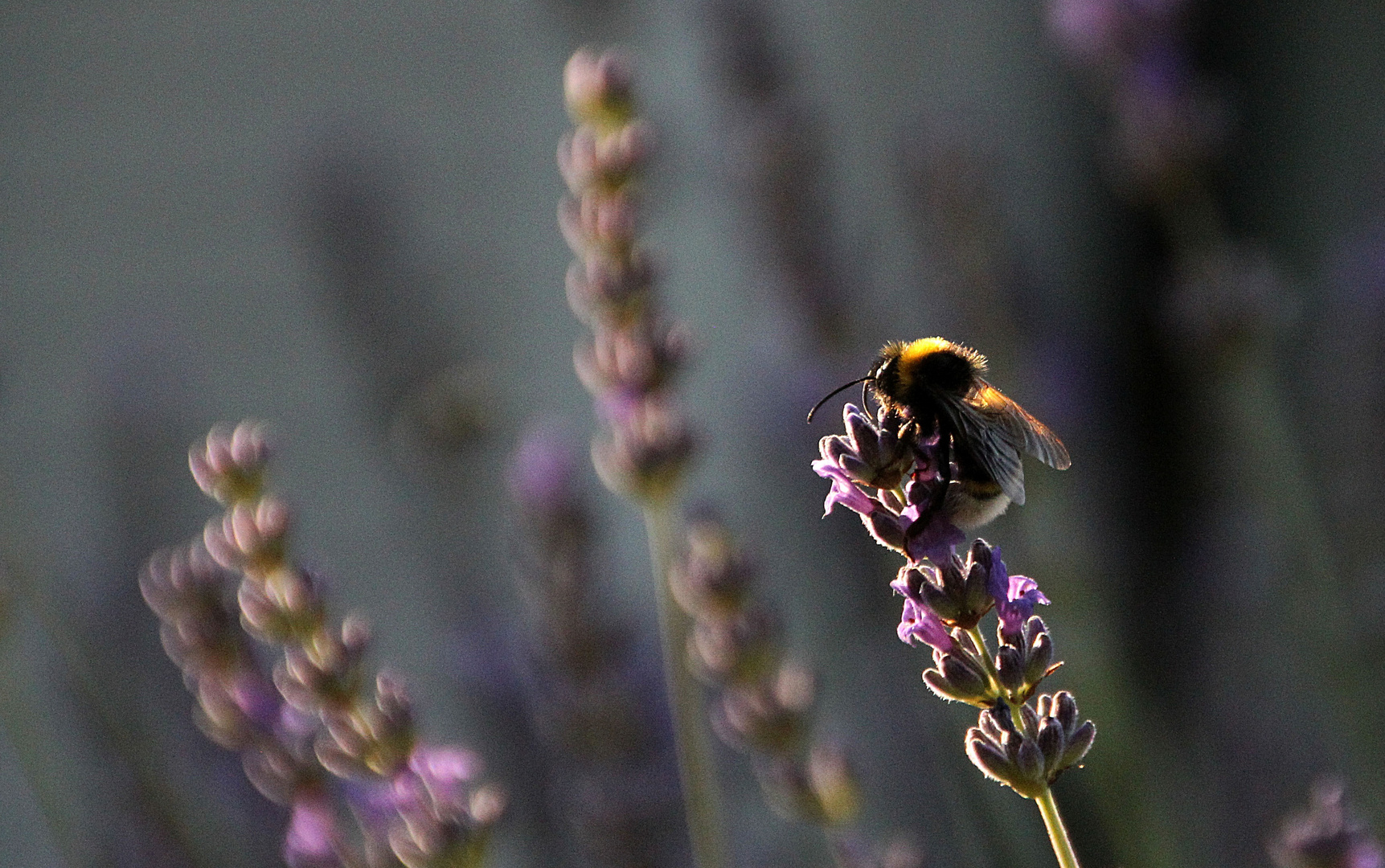 Bienchen