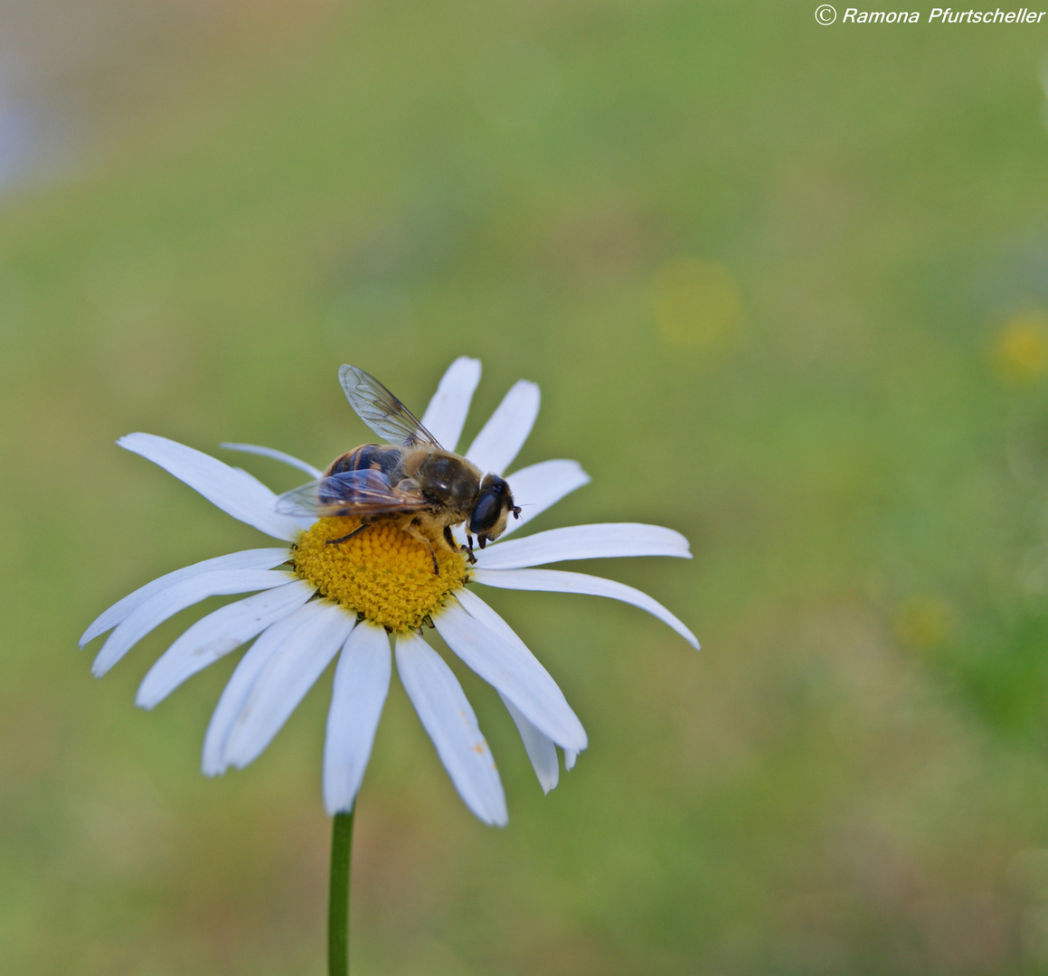 Bienchen