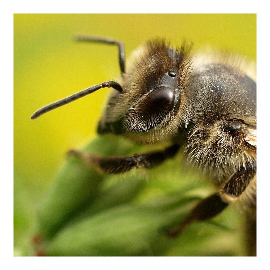 Bienchen