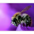 Bienchen