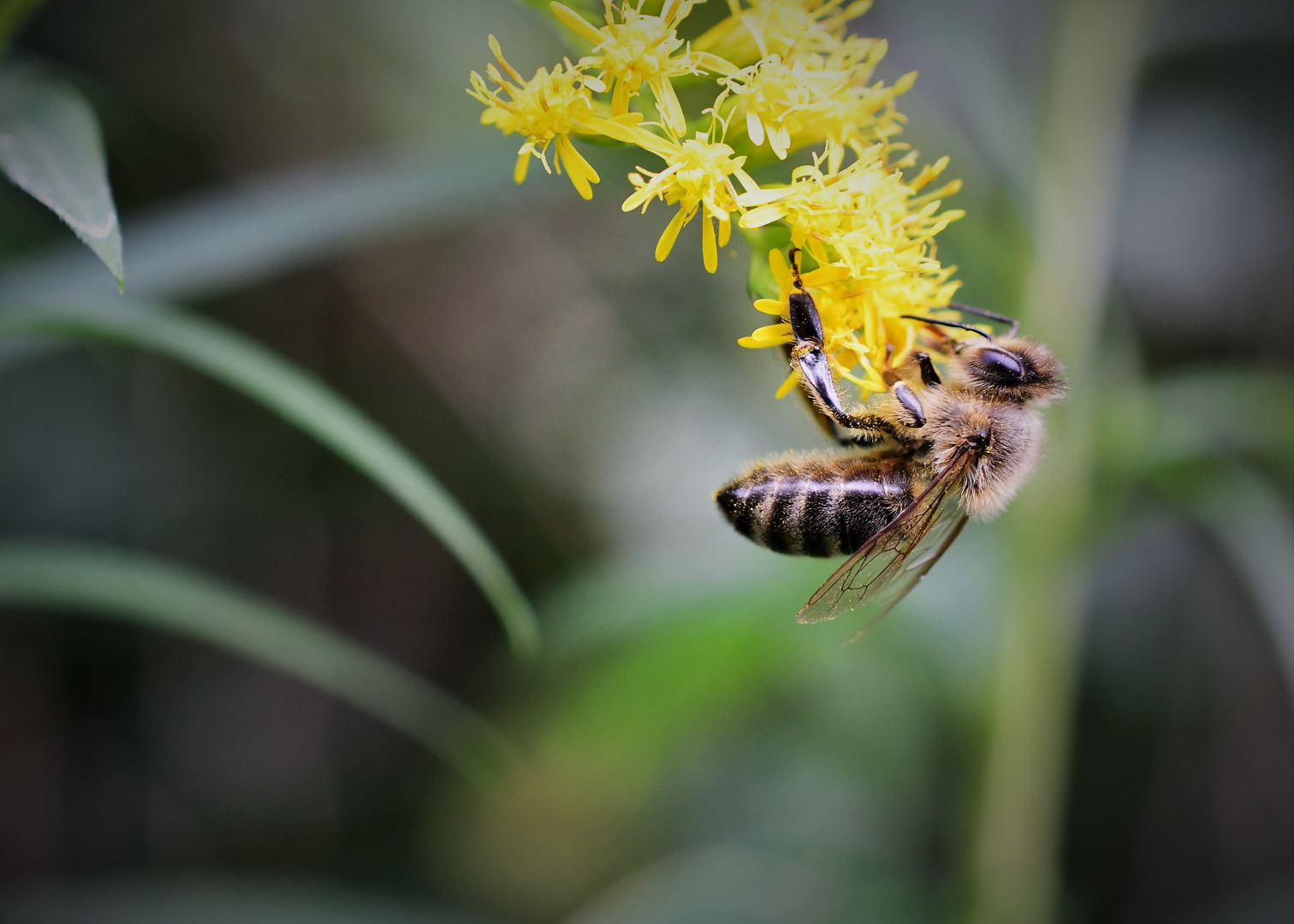 Bienchen