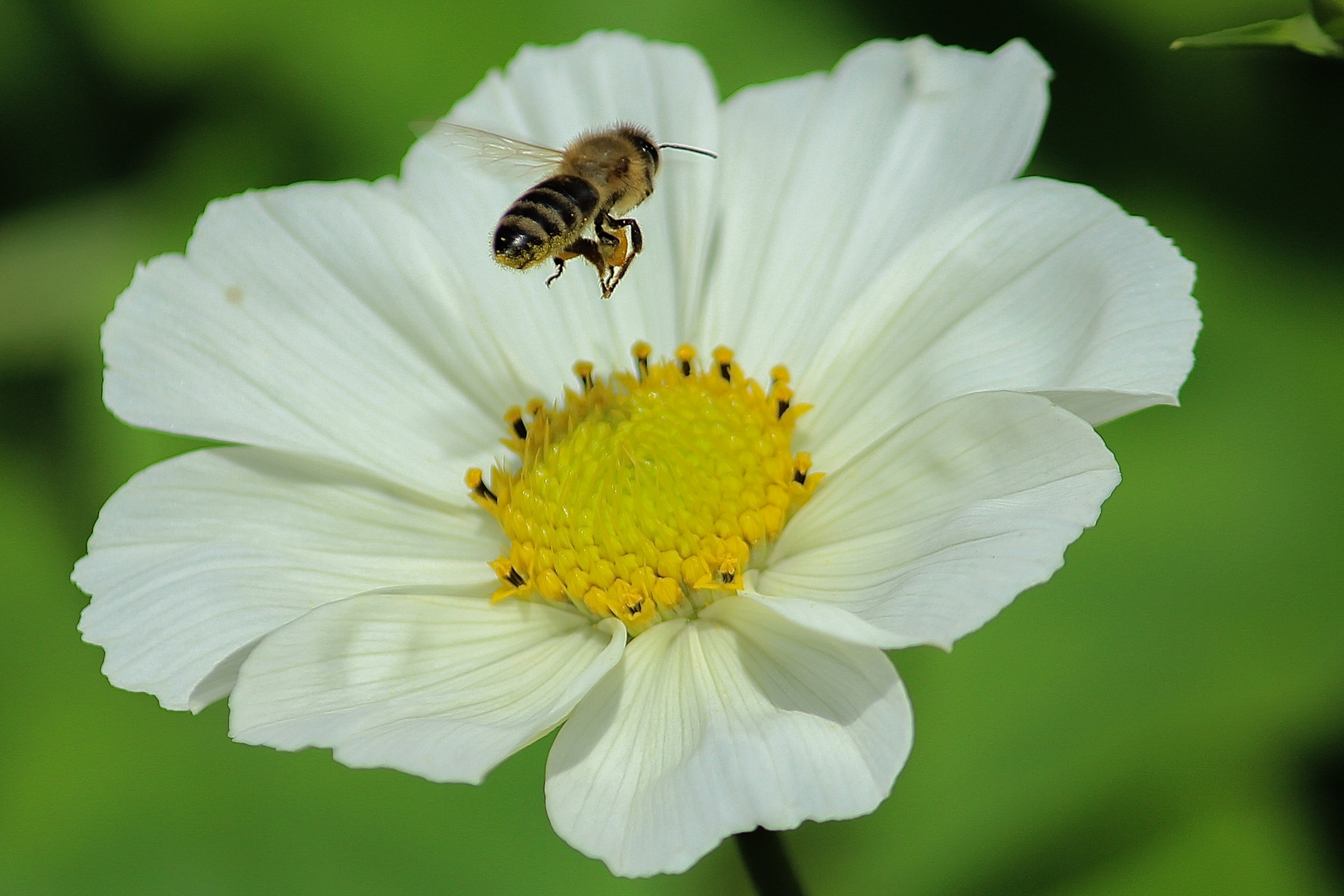 Bienchen