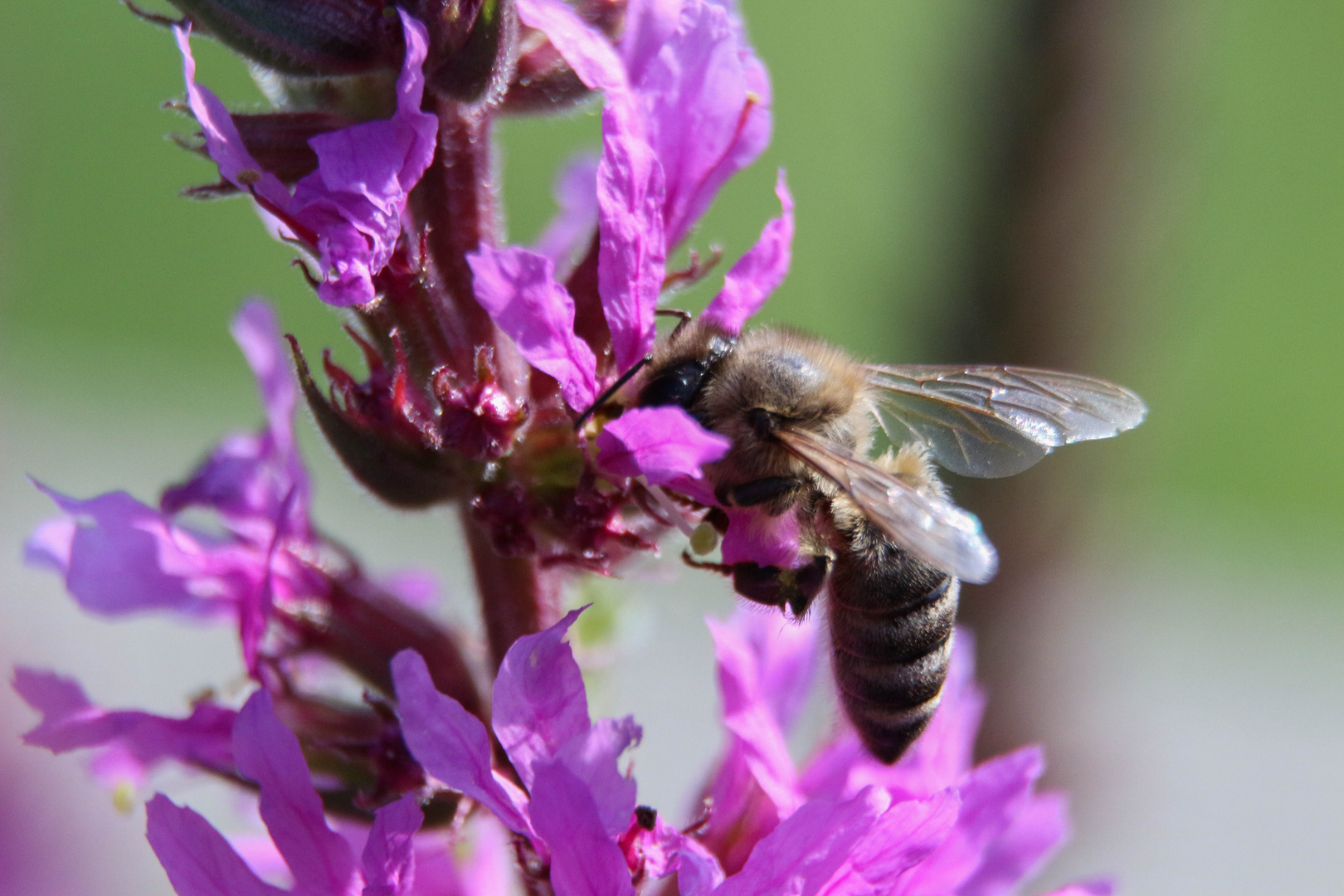 Bienchen