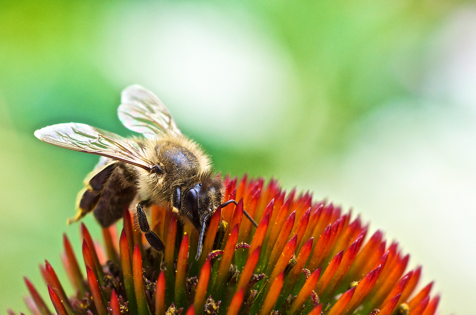 Bienchen