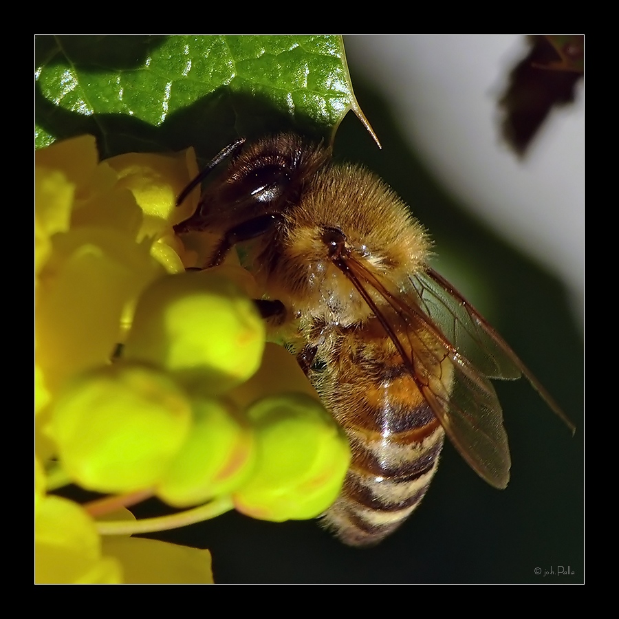 Bienchen