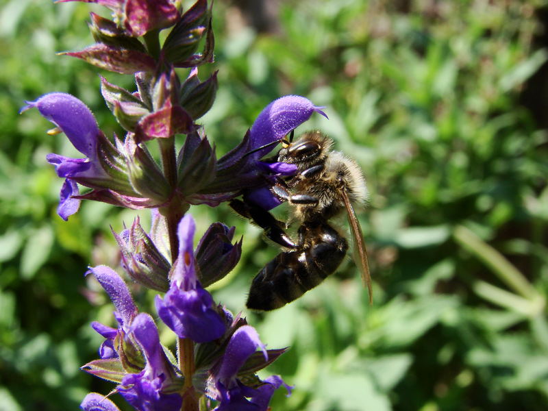 Bienchen