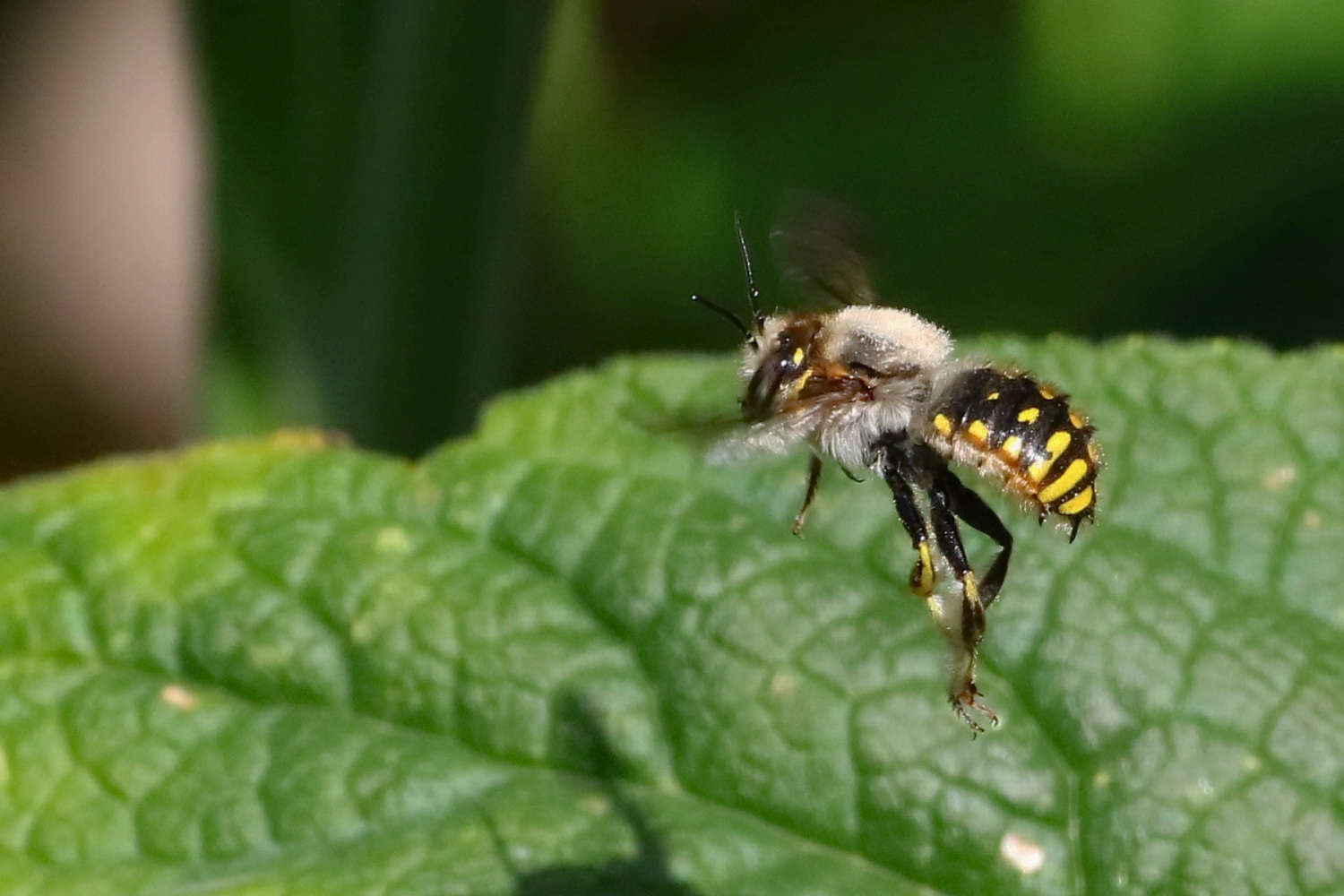 Bienchen