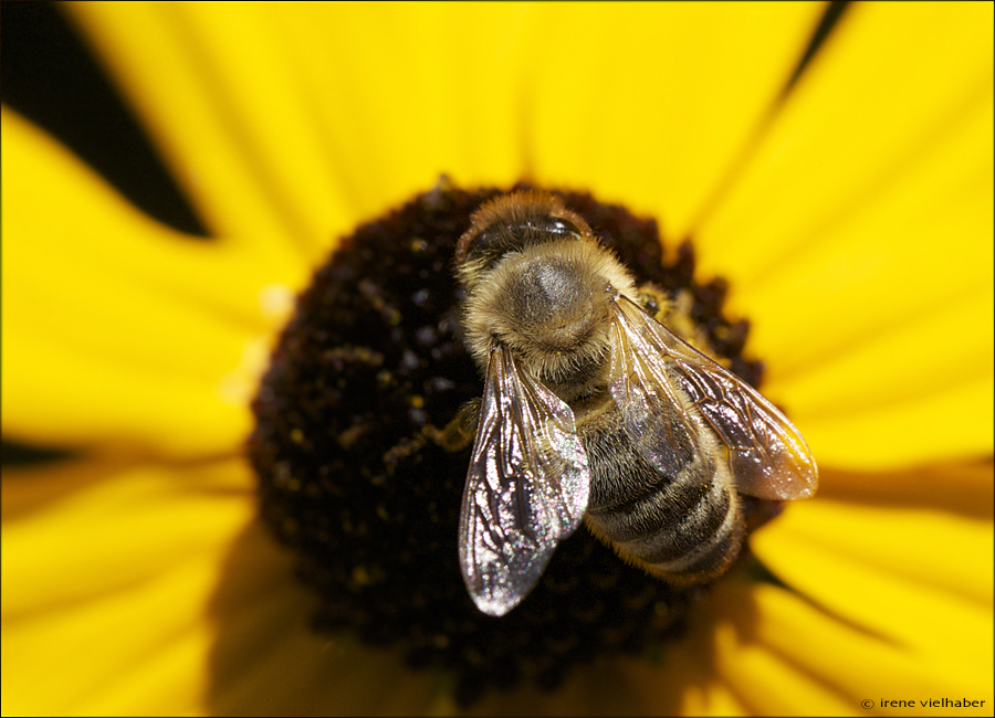 Bienchen