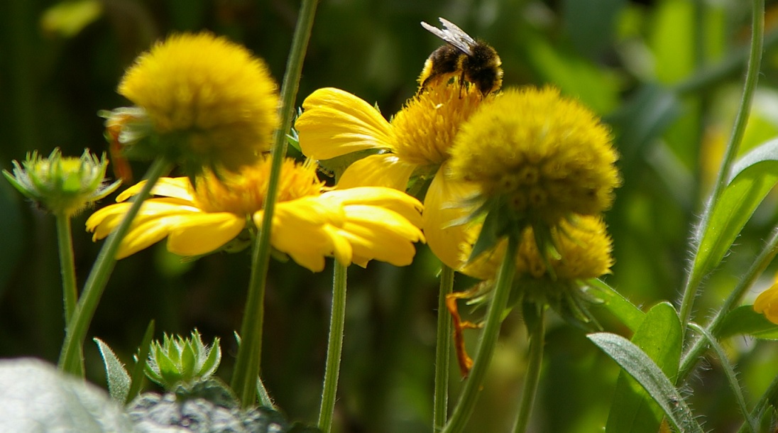 Bienchen