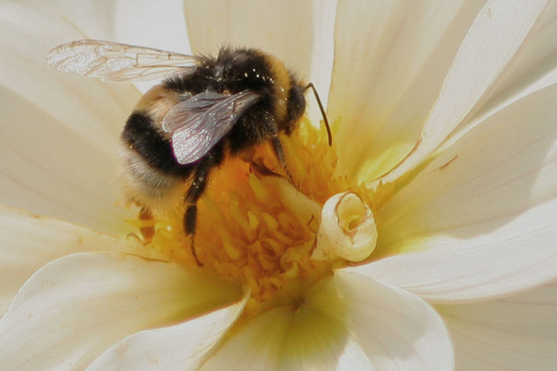 bienchen