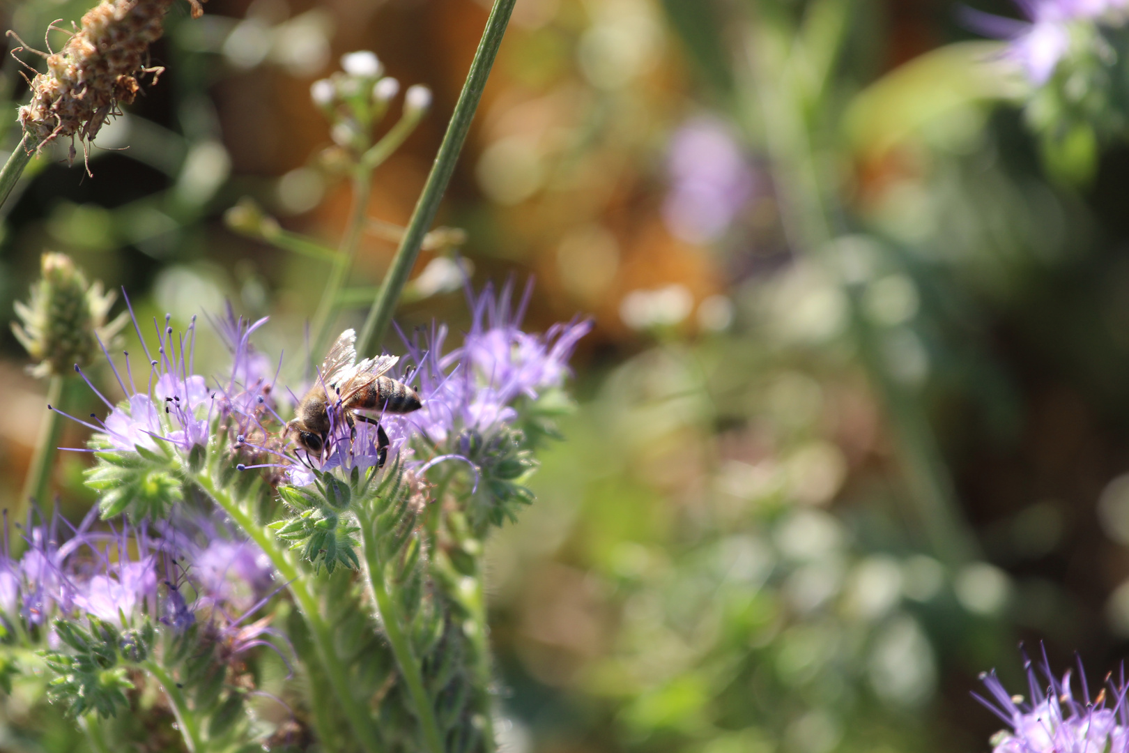 Bienchen 