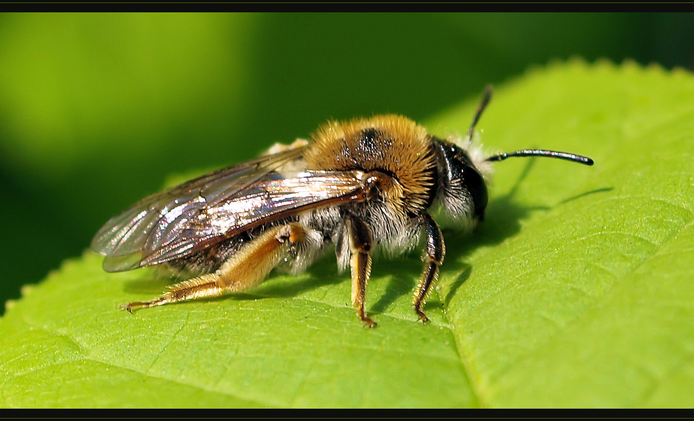 Bienchen