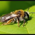 Bienchen