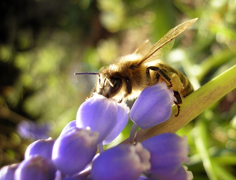 Bienchen