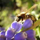 Bienchen