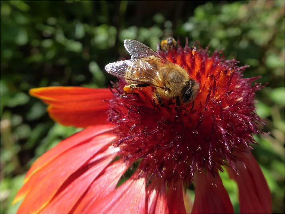 Bienchen...