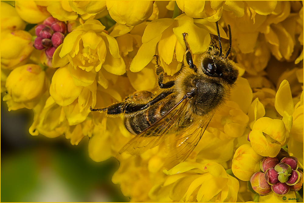 Bienchen ...