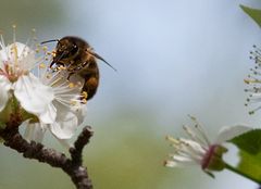 Bienchen