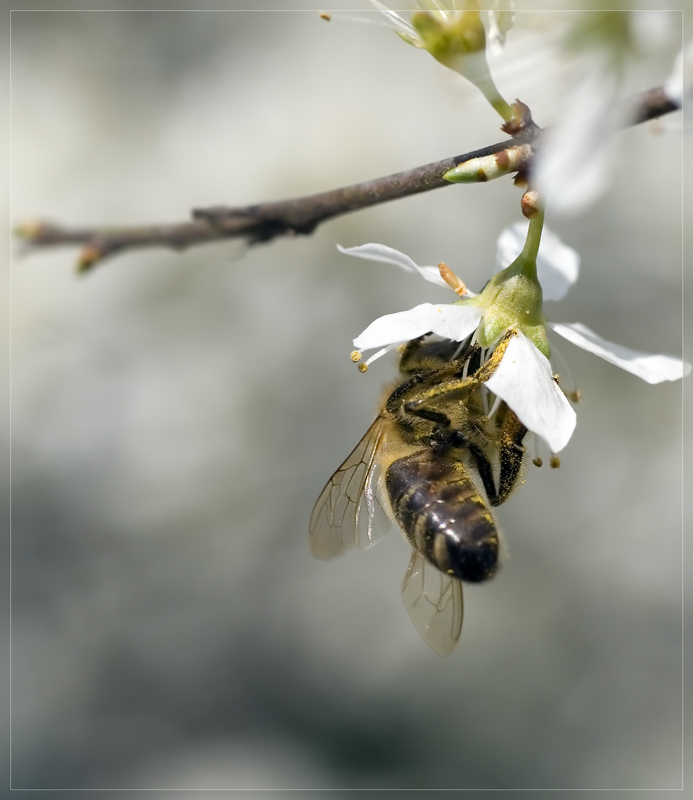 Bienchen...