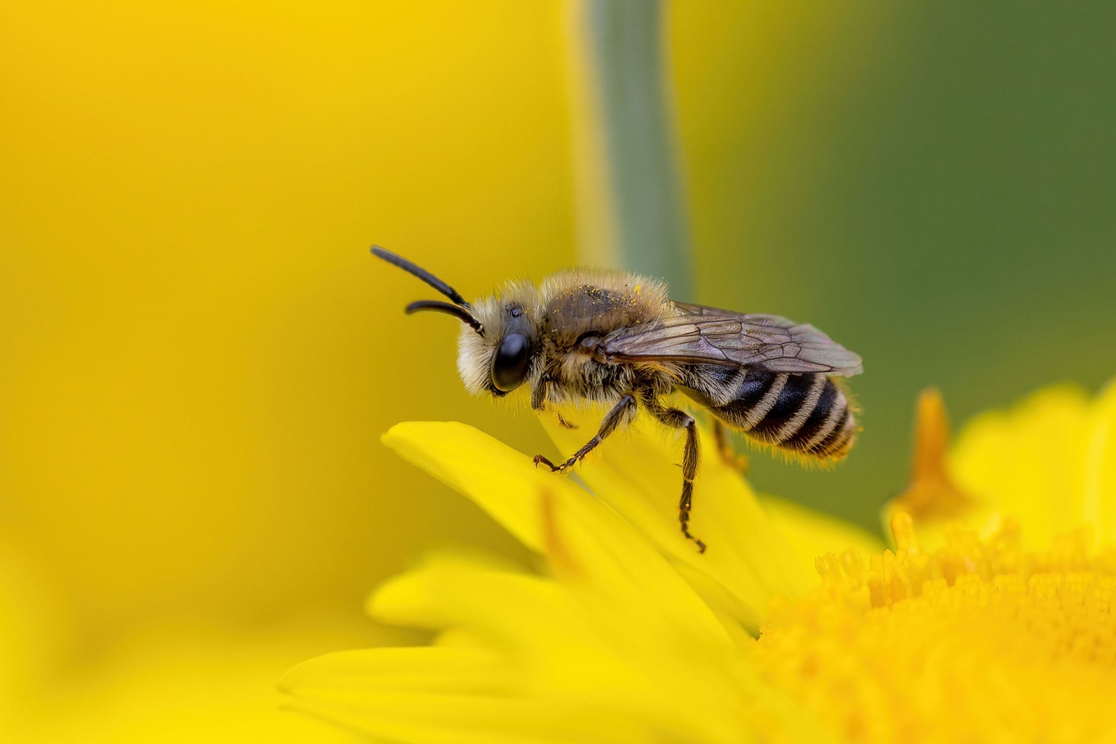 Bienchen