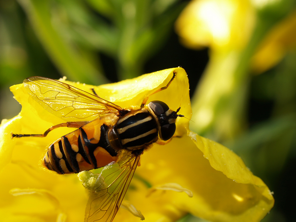 Bienchen - äh... Schwebfliege