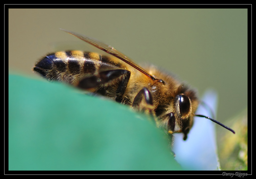 Bienchen