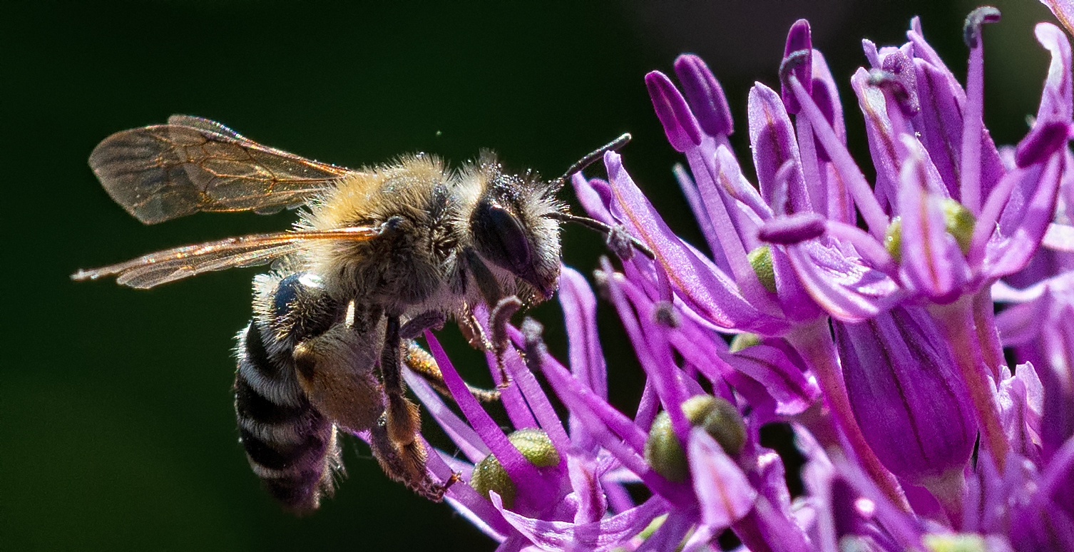 Bienchen Alium