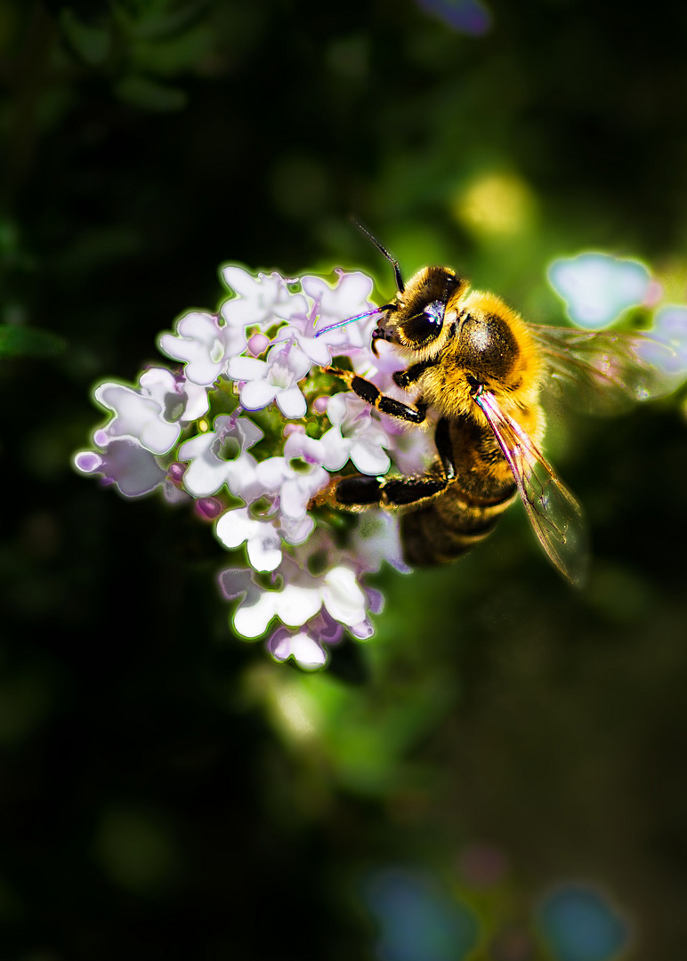 Bienchen am 