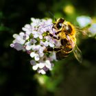 Bienchen am 