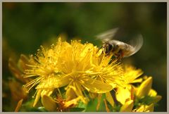 Bienchen am Johanniskraut