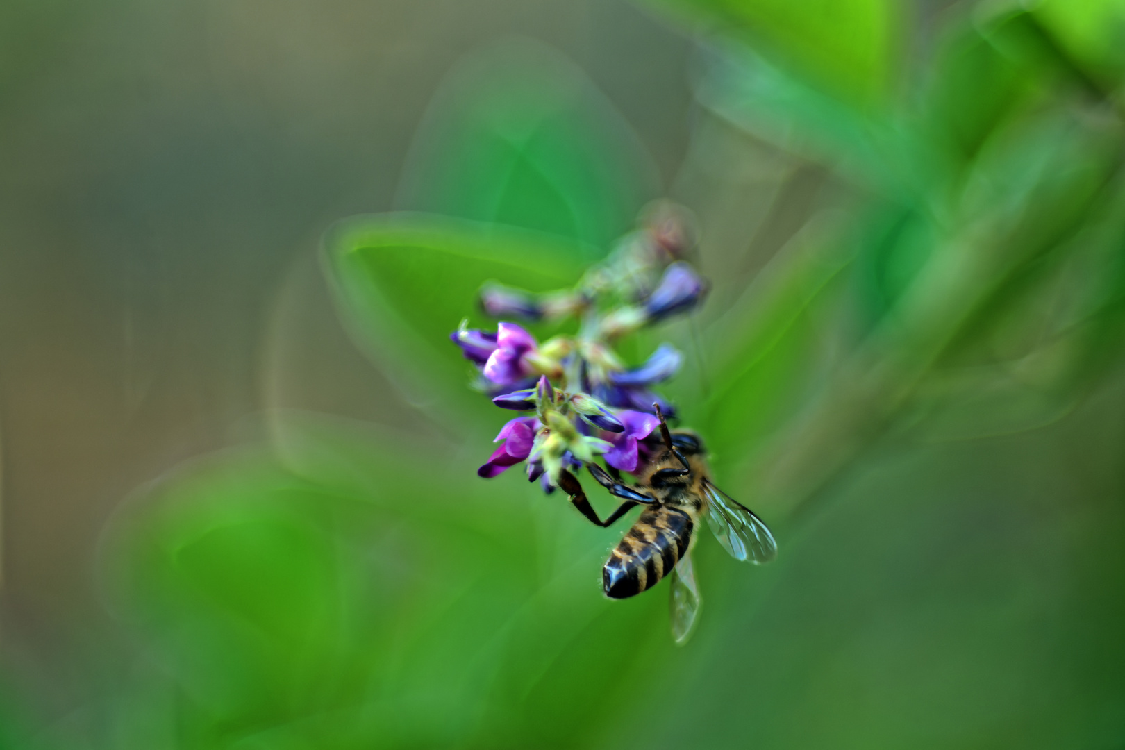 Bienchen am Kanadischen Buschklee