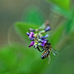 Bienchen am Kanadischen Buschklee