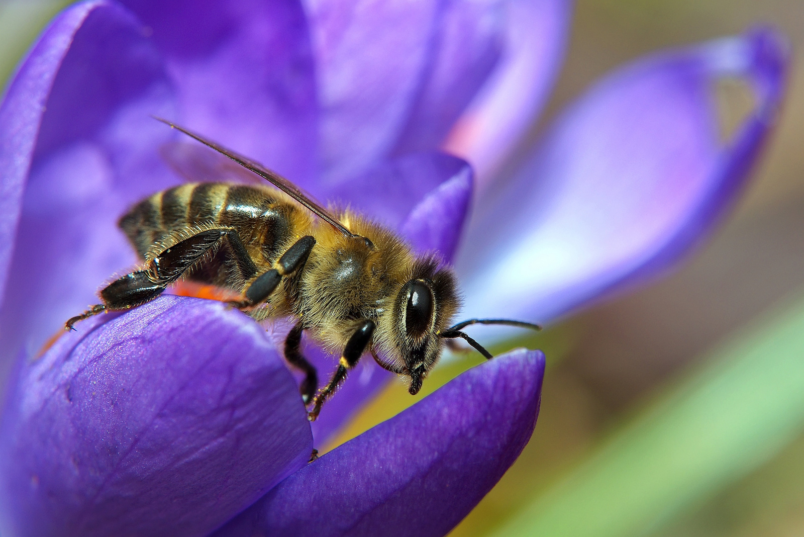 Bienchen am Krokus