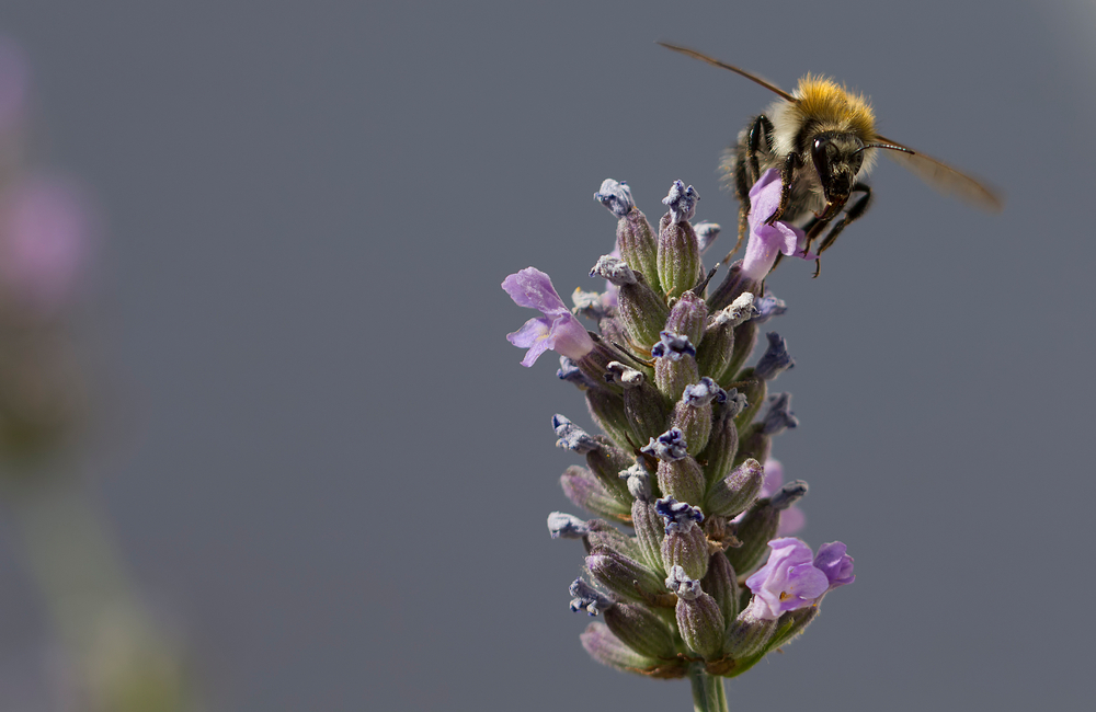 Bienchen am Lavendel