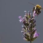 Bienchen am Lavendel