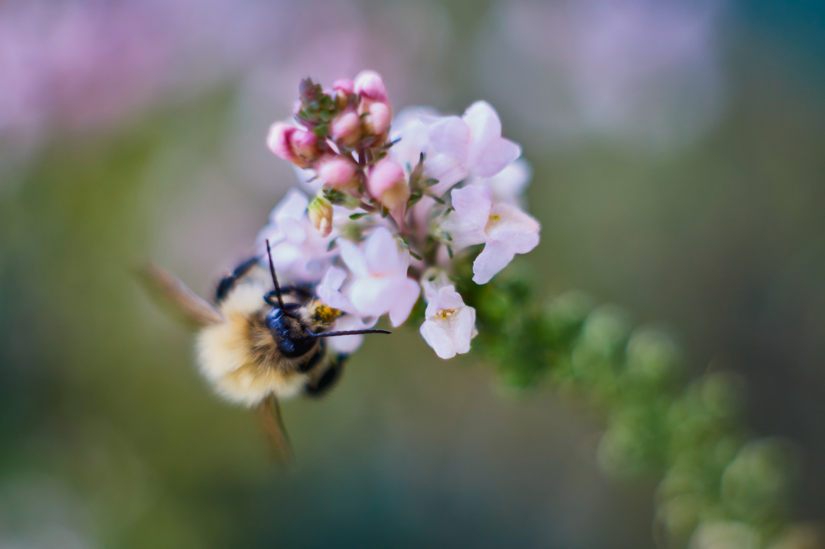 Bienchen am Leinkraut