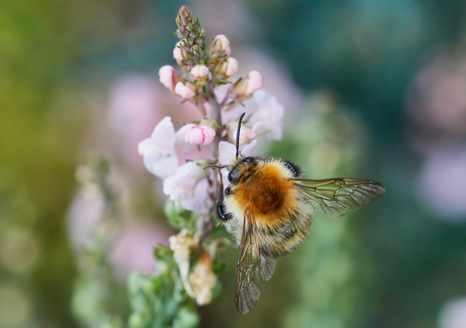 Bienchen am Leinkraut