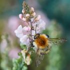 Bienchen am Leinkraut