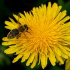 Bienchen am Löwenzahn