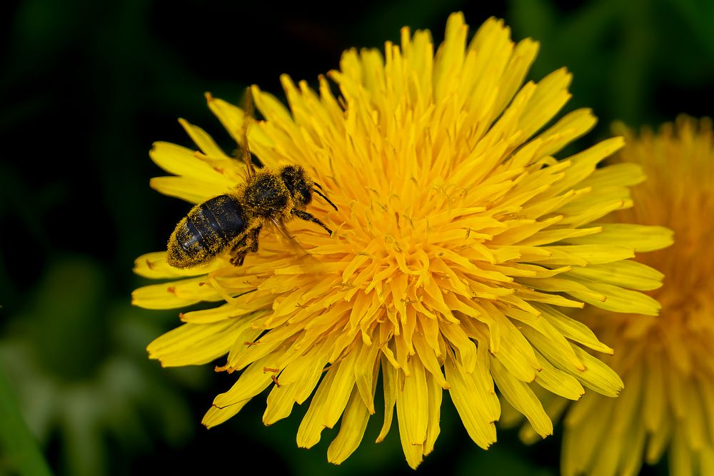 Bienchen am Löwenzahn