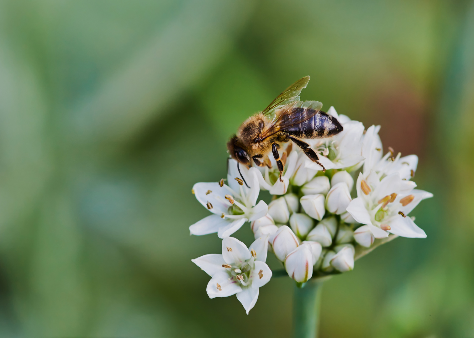 Bienchen am Schnittknoblauch