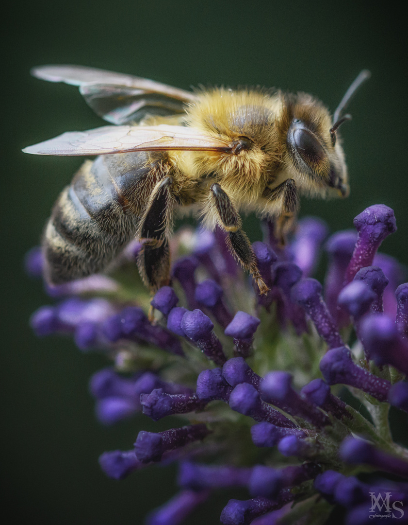 Bienchen am Sommerflieder 