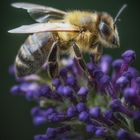 Bienchen am Sommerflieder 