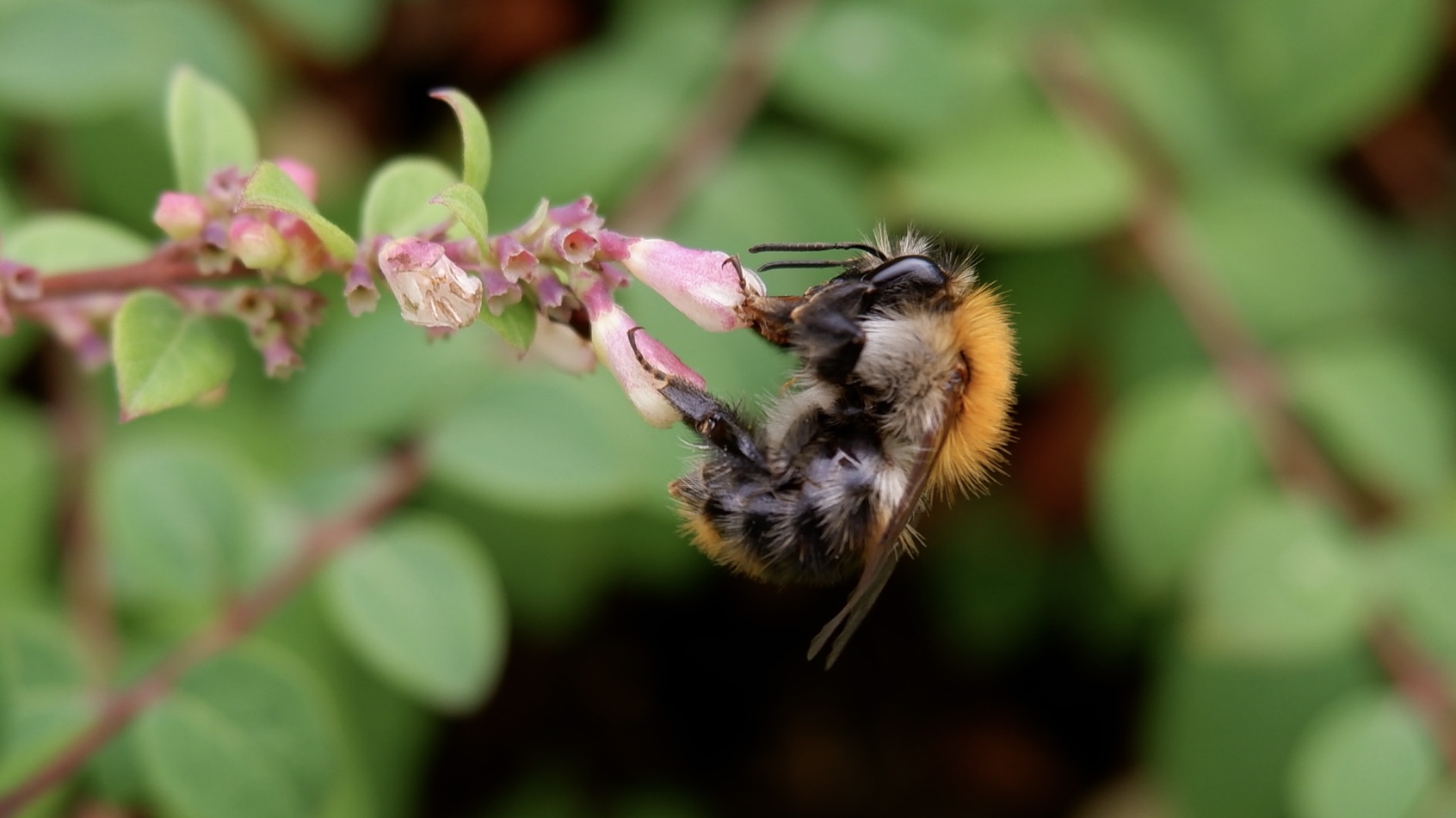 Bienchen am Sonntagnachmittag 