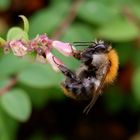 Bienchen am Sonntagnachmittag 