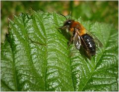 Bienchen am Steilhang