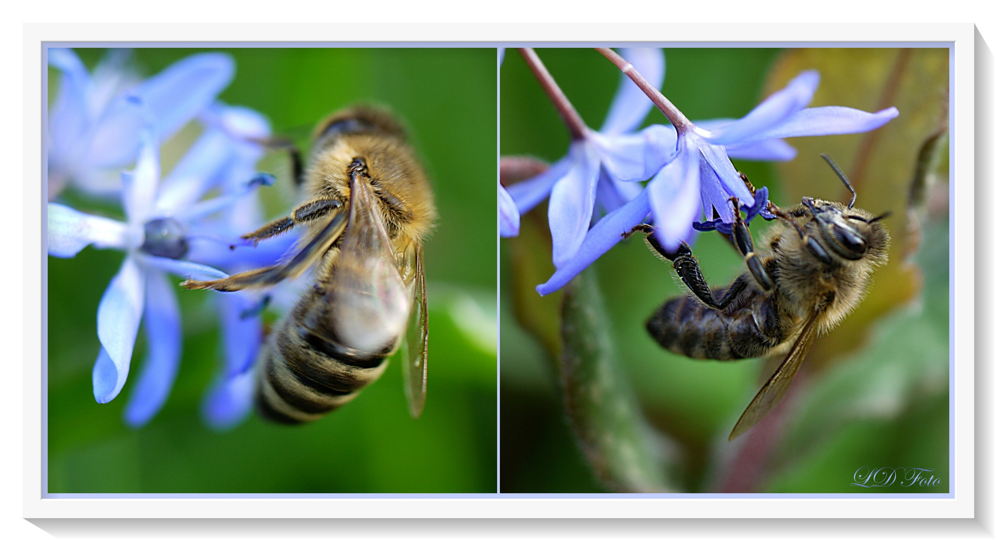 Bienchen an Blausternchen