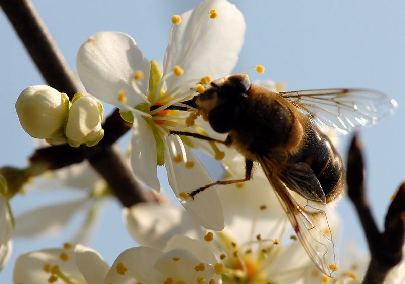 Bienchen an der Arbeit...