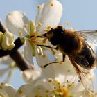 Bienchen an der Arbeit...